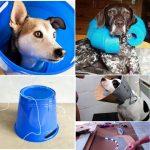 How to Make a DIY Dog Cone (7 Homemade Dog Cone Ideas)