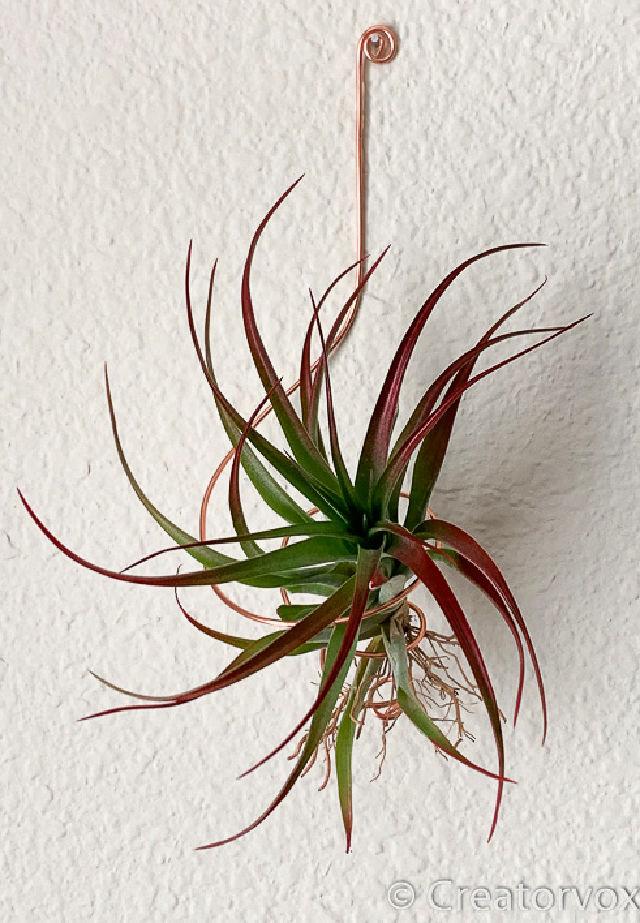How to Build an Artistic Air Plant Holder