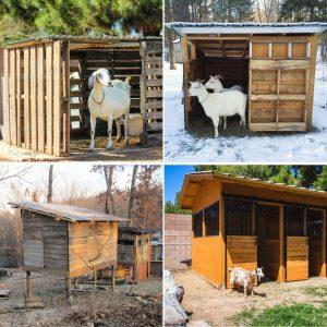15 Free DIY Goat Shelter Plans - Simple Goat Shed Plans