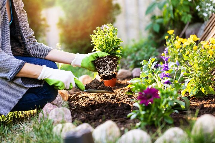 Grow Your Own Flower Garden At Home