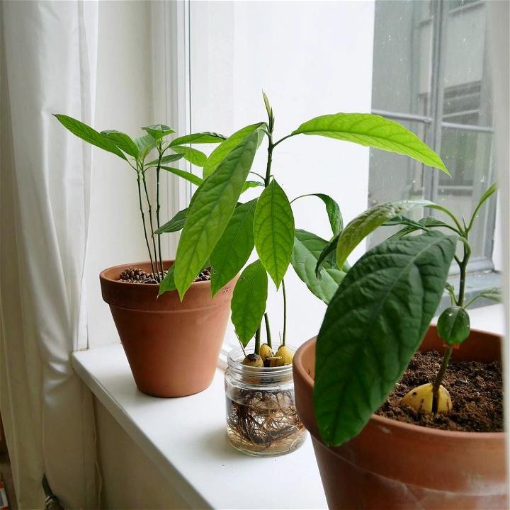 7 Things You Should Know To Successfully Grow Avocado From Seed
