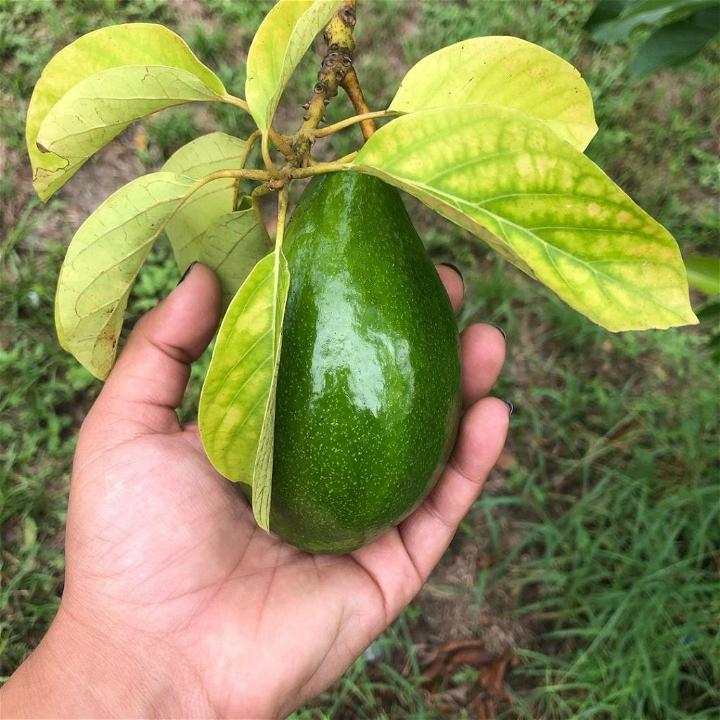 Avocados Are Grown From Seed Take Years To Fruit