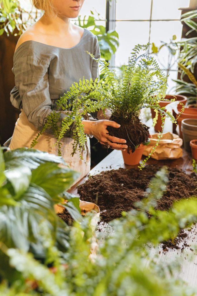 14 Gardening Tips To Care Of Houseplants
