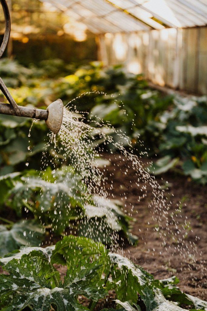 Water your plants regularly to them fresh