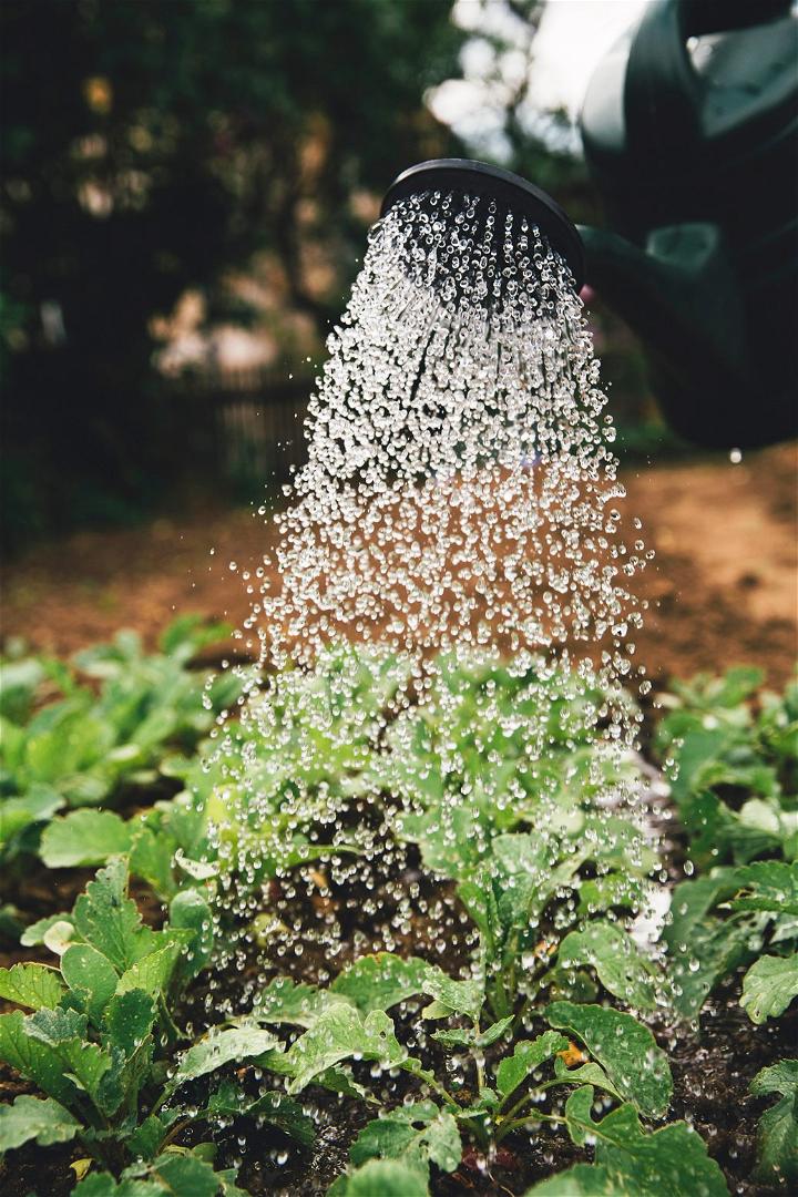 Water Plants in the Morning