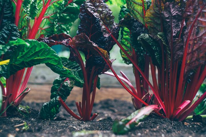 Fill the frame with potting soil and compost