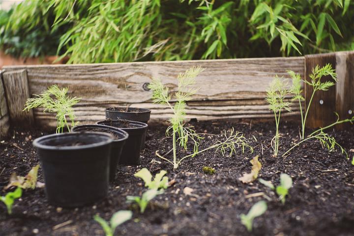 How to Build a Wooden Raised Bed