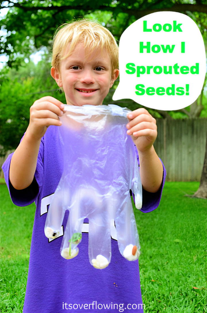 sprouting seeds gardening