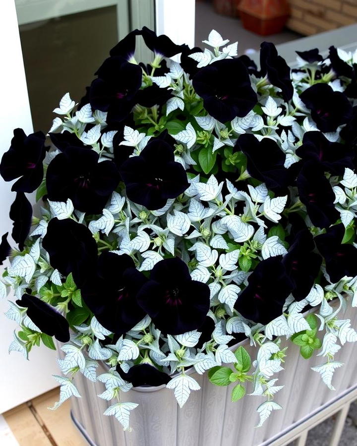 Edgy Look with Black Petunias and Silver Dusty Miller