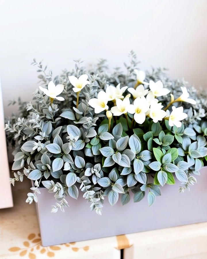 dusty miller and white cyclamen flower box