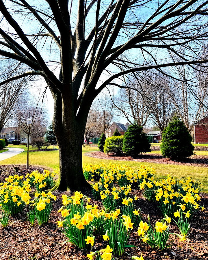 plant daffodils around trees