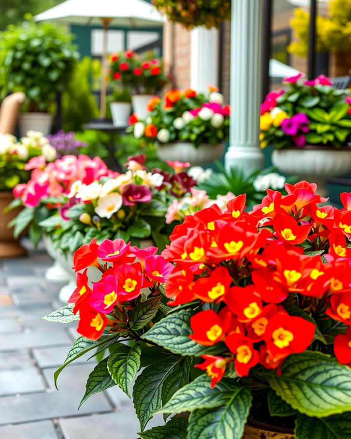 Begonias for Versatile Beauty - 25 Patio Plants