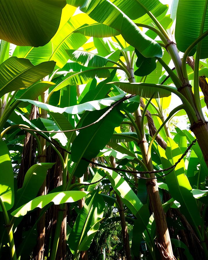 Canopy of Banana Trees - 25 Tropical Garden Ideas