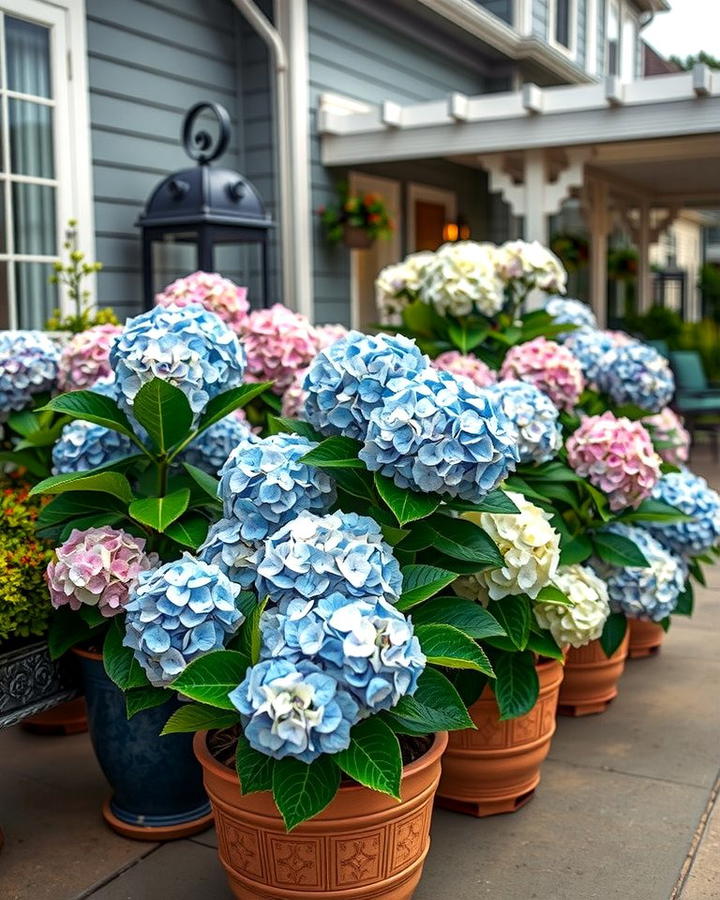 Hydrangeas for Elegant Blooms - 25 Patio Plants