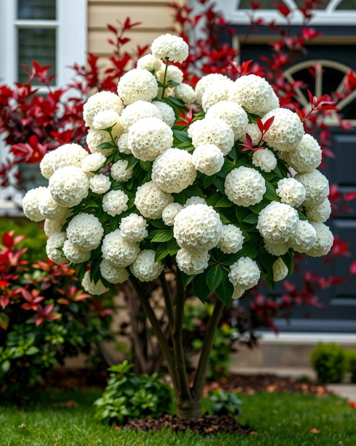 Japanese Snowball Viburnum - 25 Small Trees for Front Yard