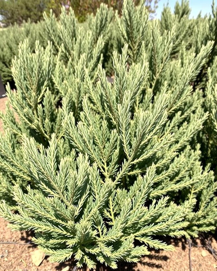 Juniper The Low Maintenance Barrier - 25 Shrubs for Privacy