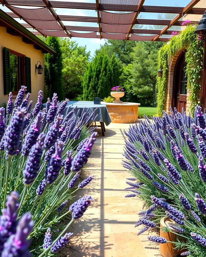 Lavender for Fragrance - 25 Patio Plants