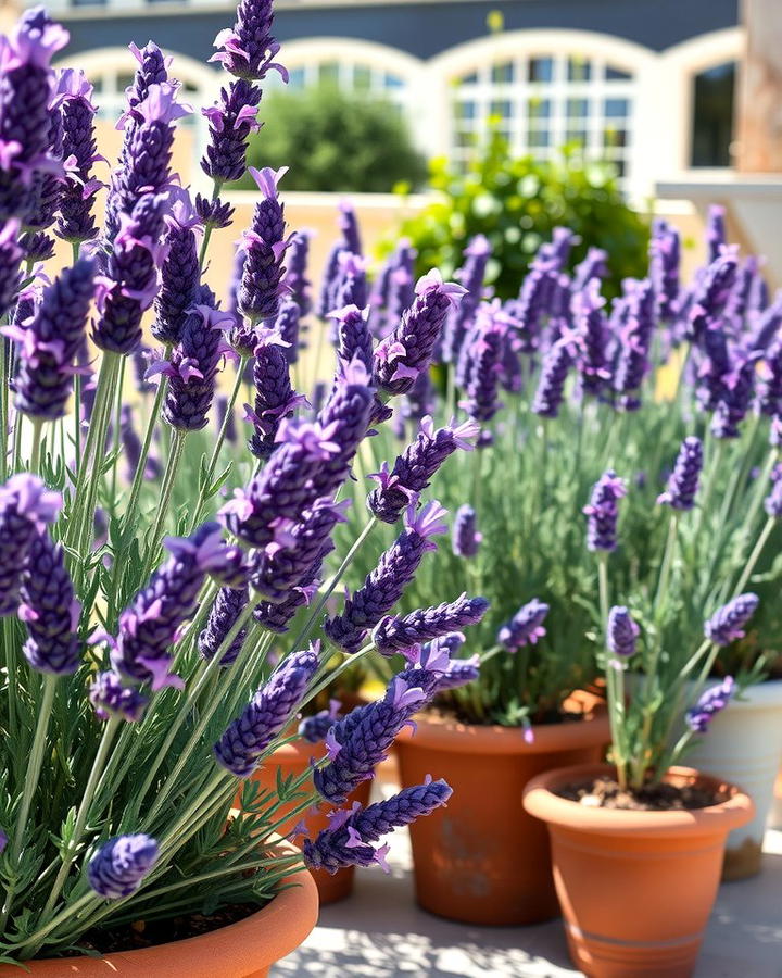 Lavender for a Fragrant Escape - 25 Patio Plants