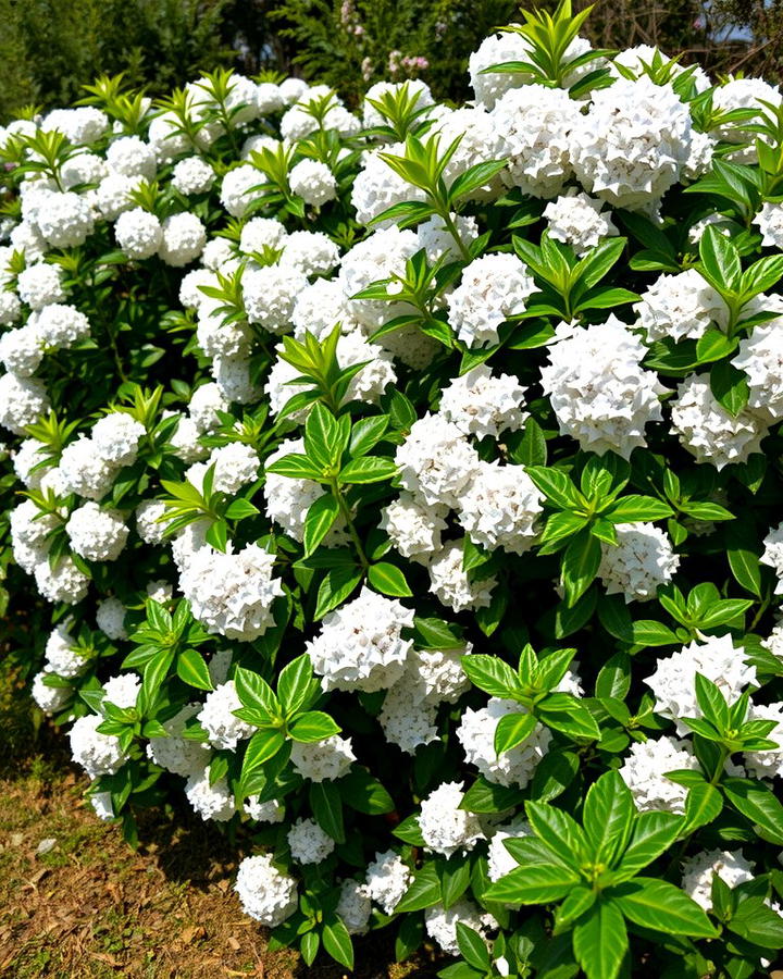 Viburnum The Multi Season Marvel - 25 Shrubs for Privacy