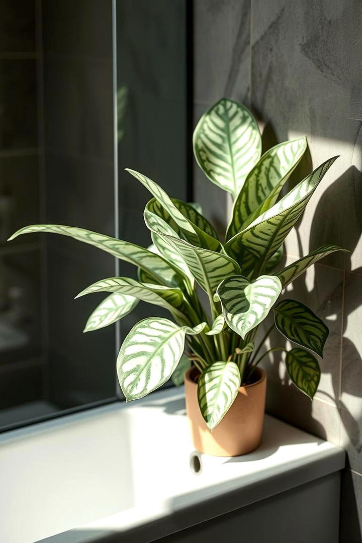 Prayer Plant - 30 Best Plants for Bathroom