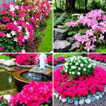 20 Azalea Garden Ideas for a Colorful Landscape