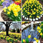 20 Beautiful Daffodil Garden Ideas for a Spring Bloom