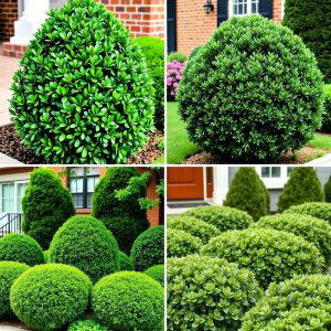 20 Front Yard Boxwood Shrubs Ideas for a Polished Look