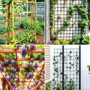 25 Trellis Ideas to Enhance Your Garden Aesthetics