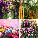 30 Garden Screening Ideas: Privacy Solutions & Stylish Designs