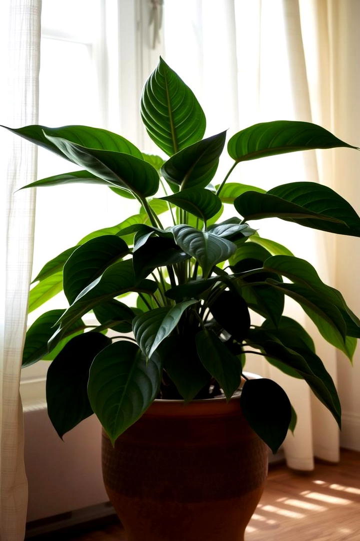 Cast Iron Plant Hardy Green Accent - 30 Indoor Plants That Dont Need Sun