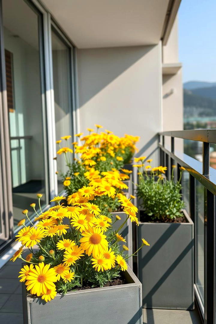 Coreopsis - 30 Flowering Plants for Balcony