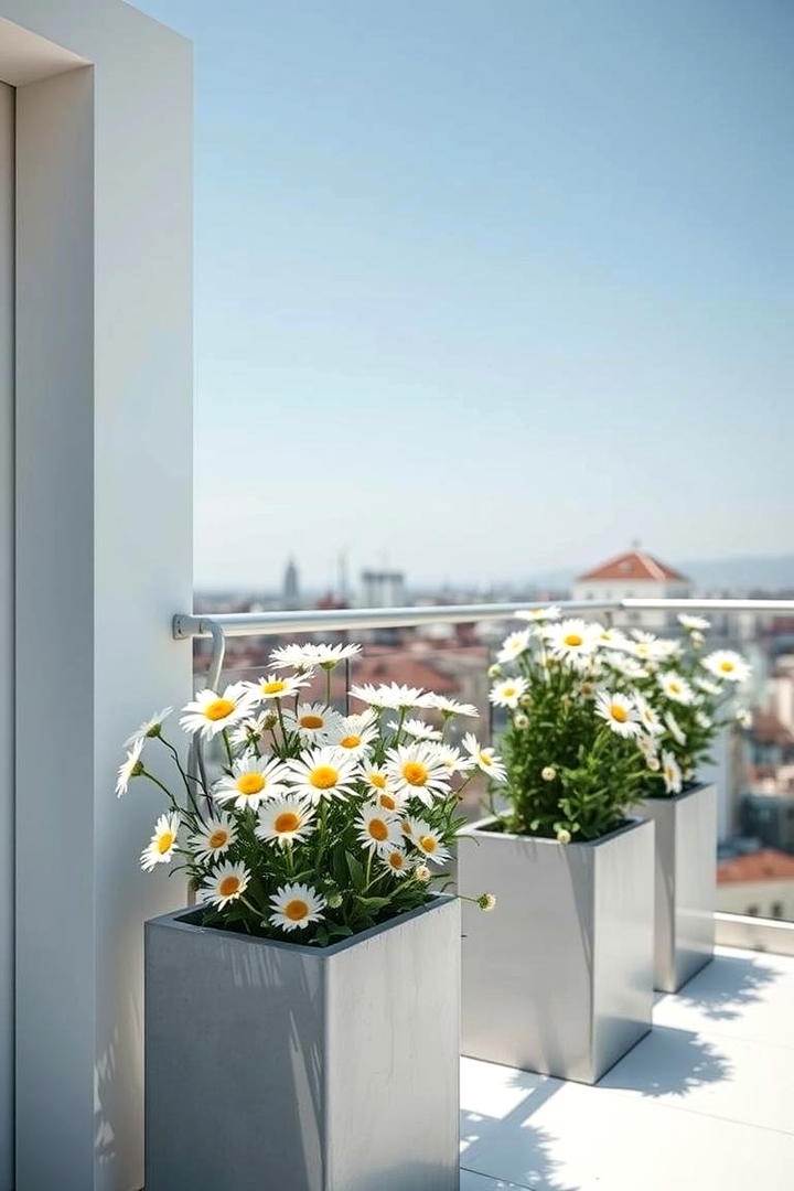 Daisies - 30 Flowering Plants for Balcony