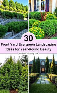 30 Front Yard Evergreen Landscaping Ideas for Year-Round Beauty