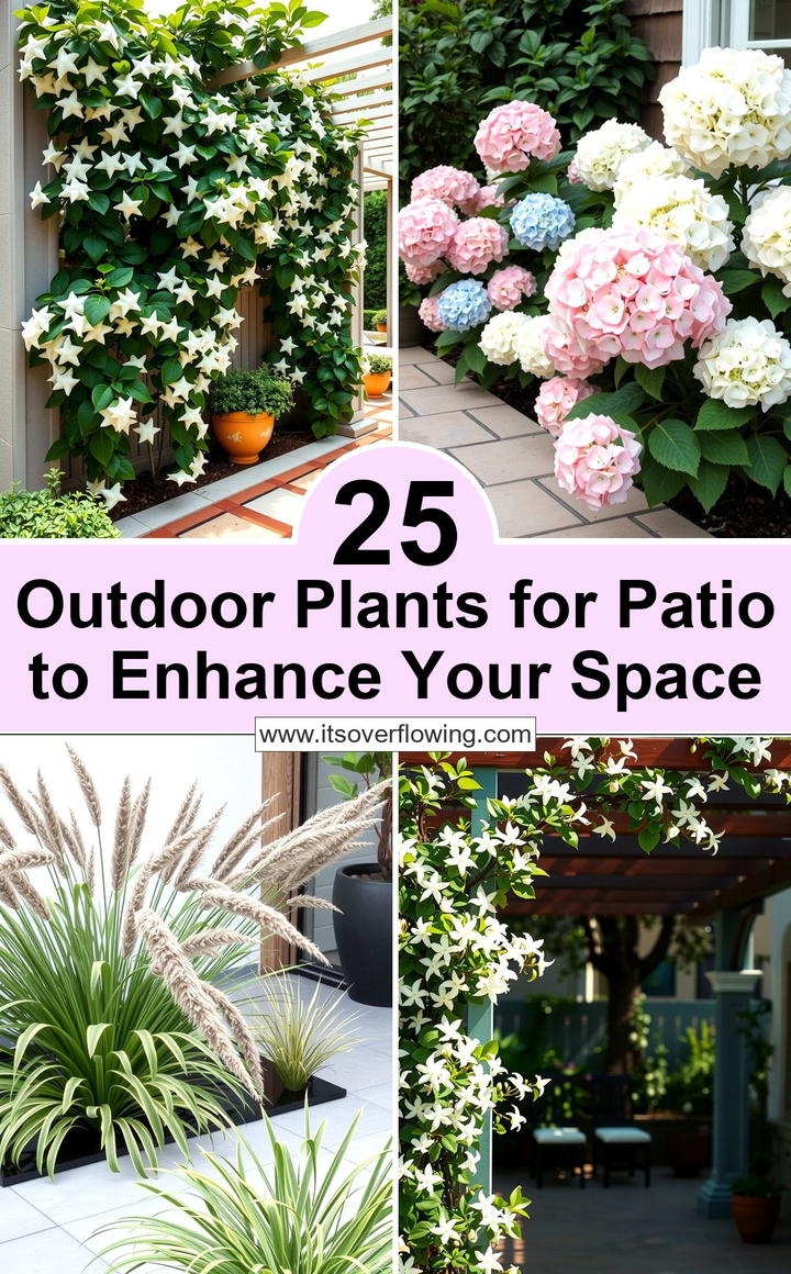 25 Outdoor Plants For Patio To Enhance Your Space