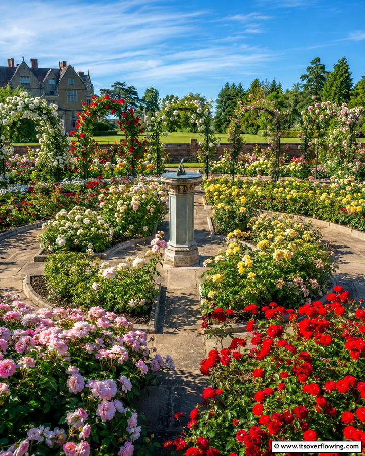 A Rose Garden - 25 English Garden Ideas for a Charming Outdoor Space