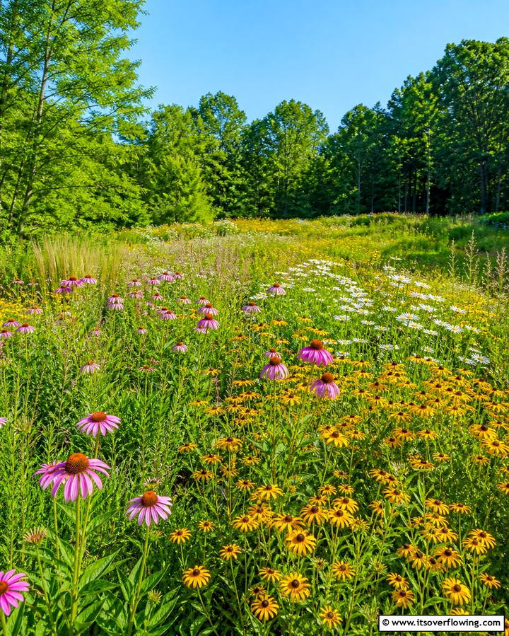 A Vibrant Meadow Style Garden - 25 Wildflower Garden Ideas for a Natural Look