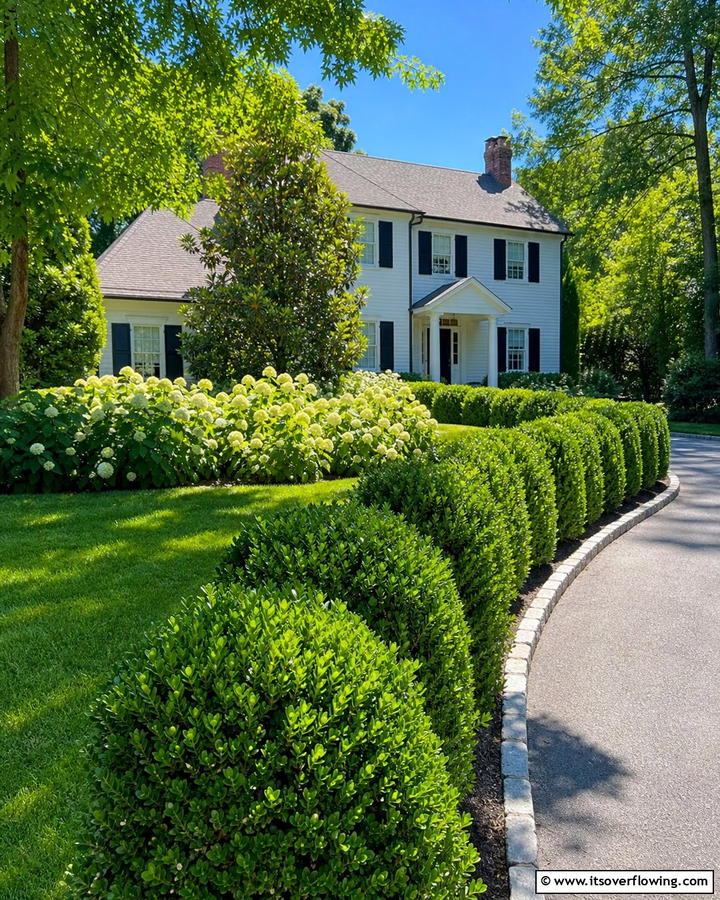 American Boxwood Versatile and Vigorous - 20 Front Yard Boxwood Shrubs Ideas for a Polished Look