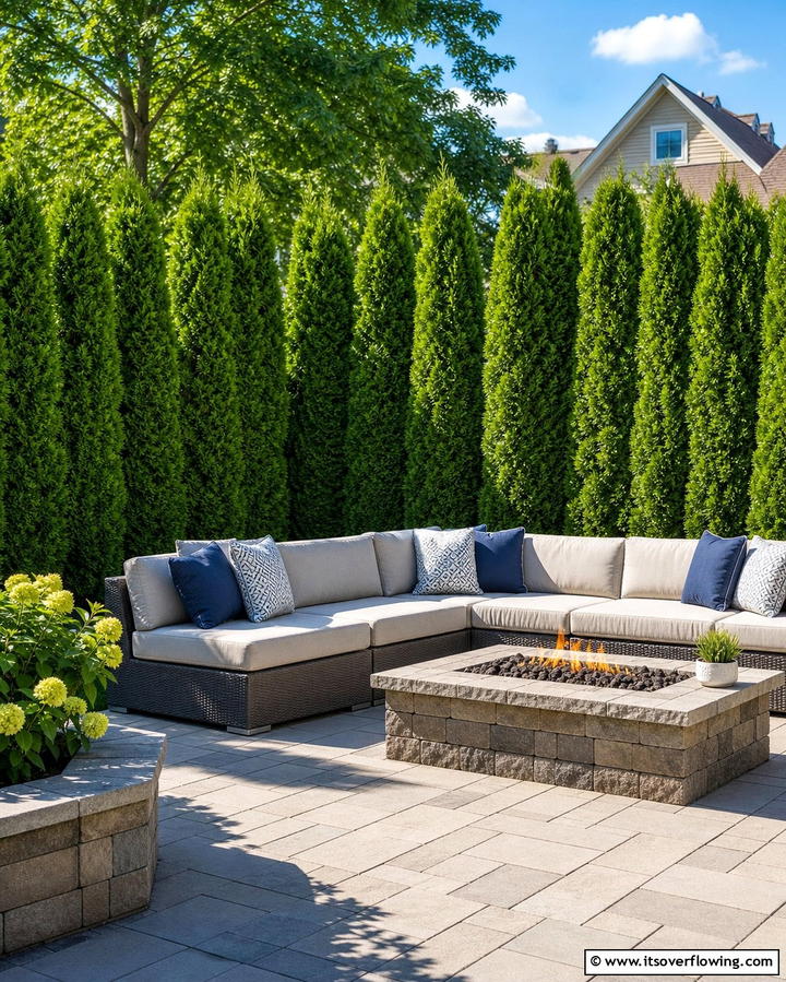 Arborvitae The Privacy Standard - 25 Shrubs for Privacy- Create a Natural Barrier in Your Yard