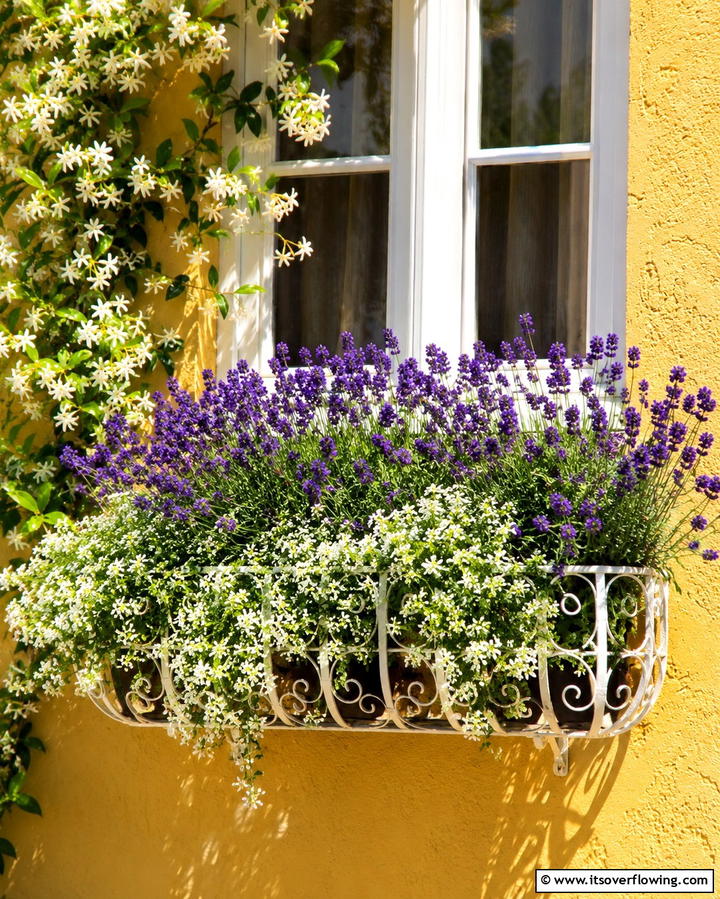 Aromatic Flower Combinations - 25 Window Box Ideas to Brighten Your Home’s Exterior