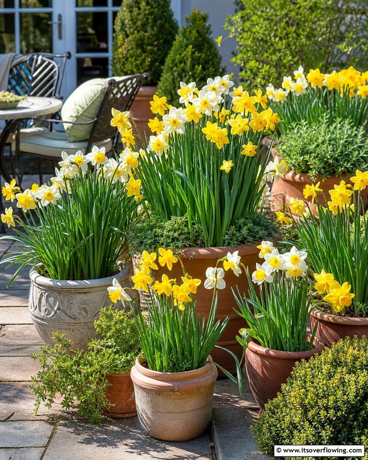 Arrange Daffodils in Containers - 20 Beautiful Daffodil Garden Ideas for a Spring Bloom