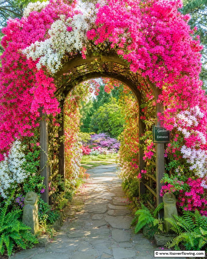 Azalea Archways and Trellises - 20 Azalea Garden Ideas for a Colorful Landscape