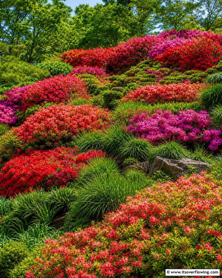Azalea Cascades on Slopes - 20 Azalea Garden Ideas for a Colorful Landscape