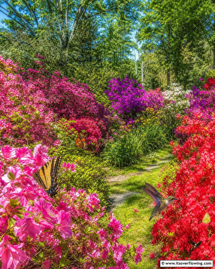 Azaleas in Wildlife Gardens - 20 Azalea Garden Ideas for a Colorful Landscape