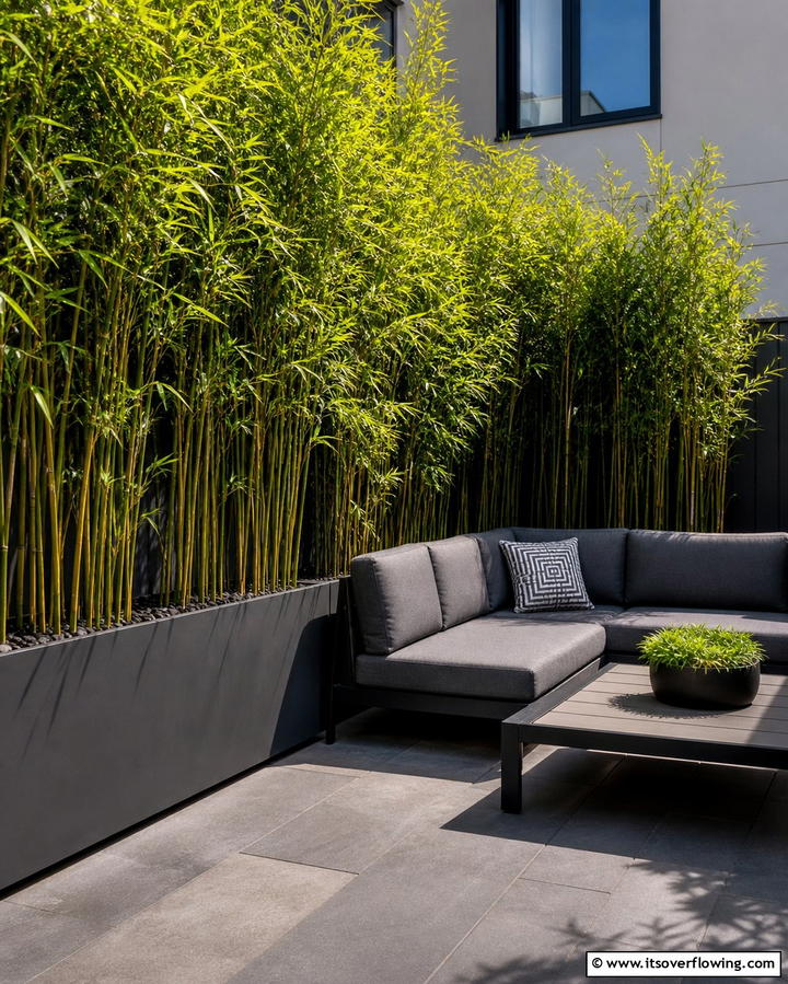 Bamboo A Stylish Privacy Screen - 25 Outdoor Plants for Patio to Enhance Your Space