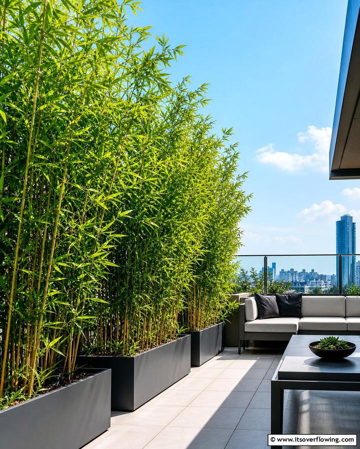 Bamboo for Quick Privacy - 25 Shrubs for Privacy- Create a Natural Barrier in Your Yard