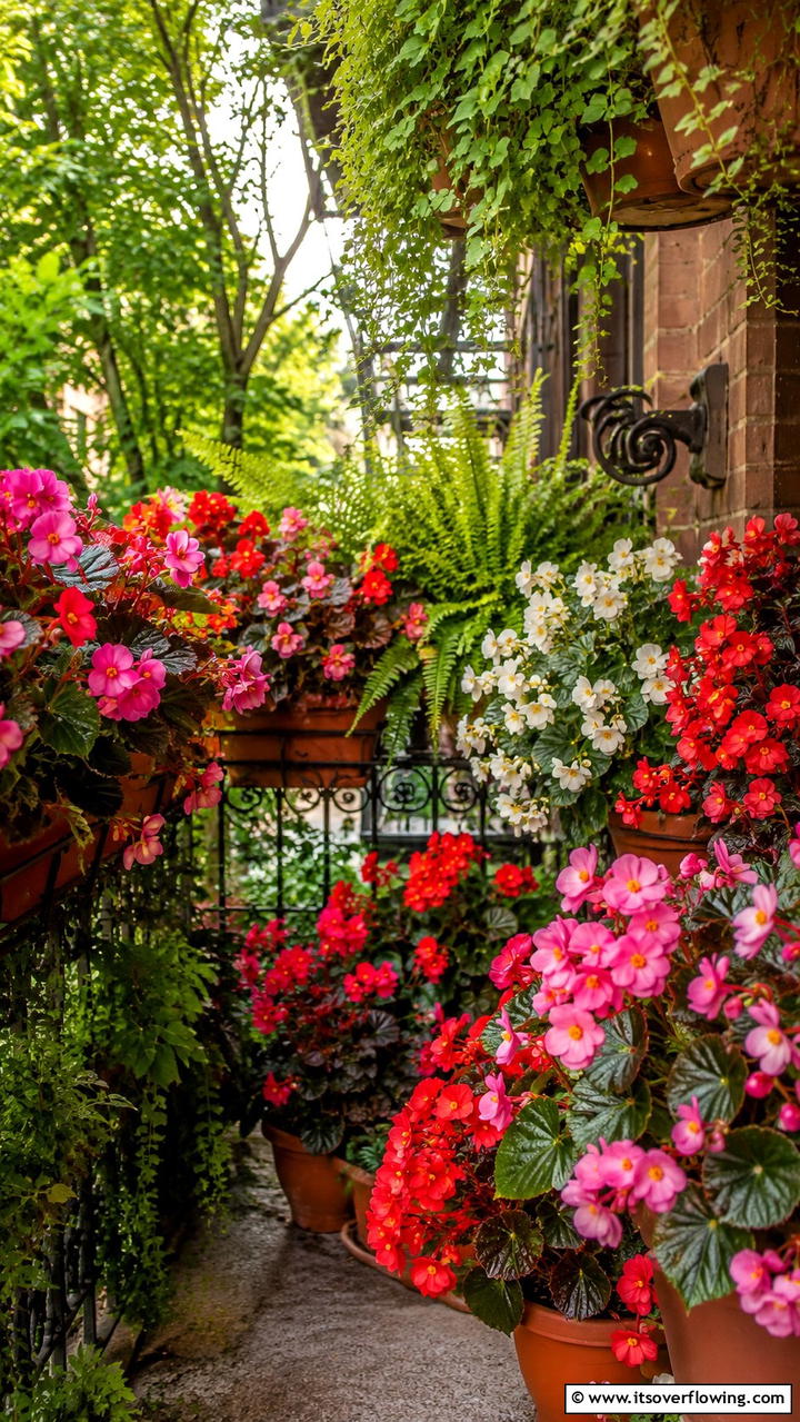 Begonias - 30 Flowering Plants for Balcony Gardens - Colorful Displays