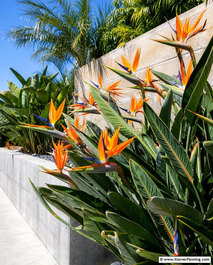 Bird of Paradise Plants - 25 Tropical Garden Ideas for a Lush Outdoor Oasis