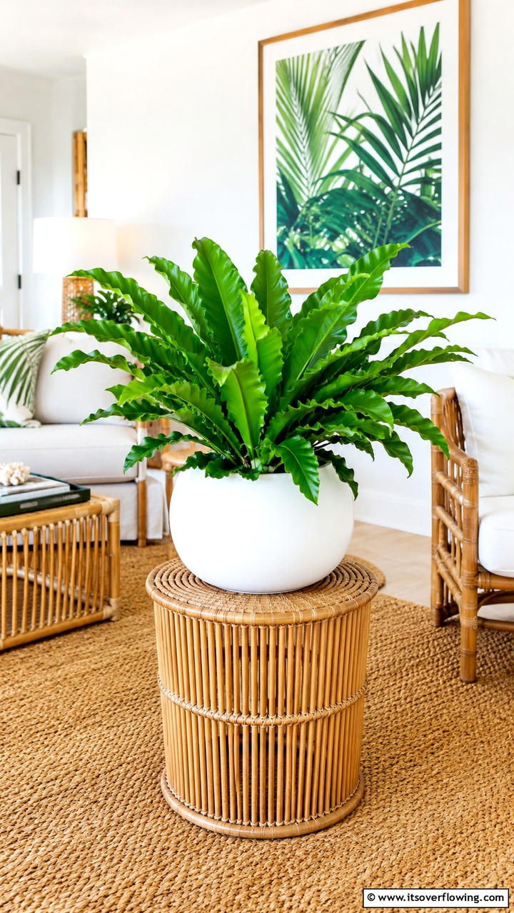 Birds Nest Fern Tropical Elegance - 30 Low-Light Indoor Plants That Don’t Need Sun to Thrive