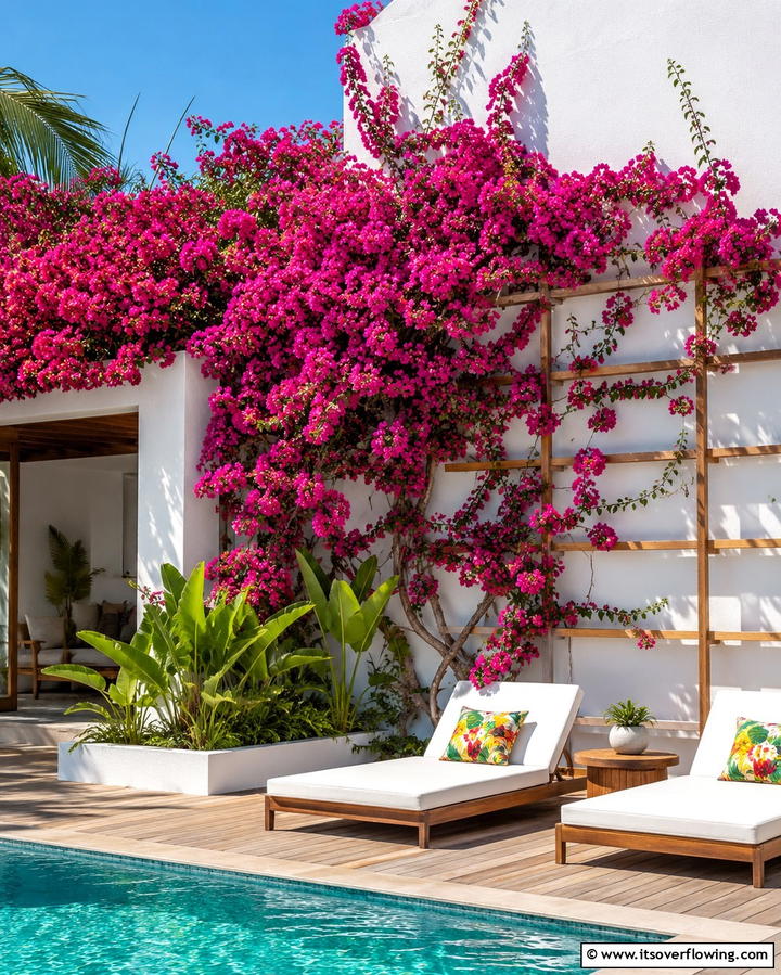 Bougainvillea for Tropical Vibes - 25 Patio Plants to Beautify Your Outdoor Living Space