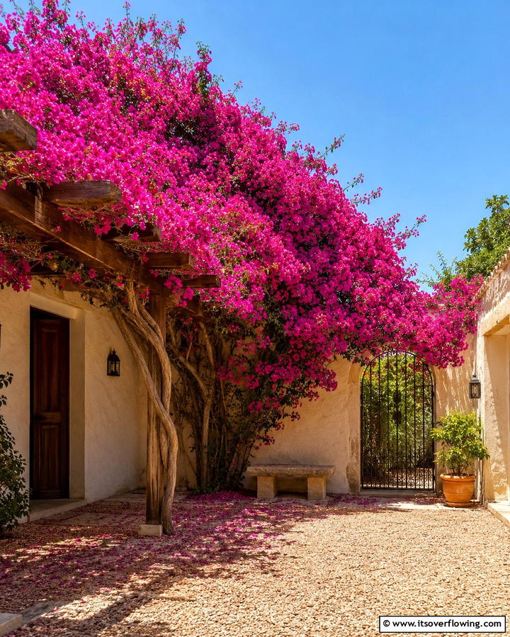 Bougainvillea for Vibrant Climbing Blooms - 30 Mediterranean House Exterior Ideas for Coastal Charm